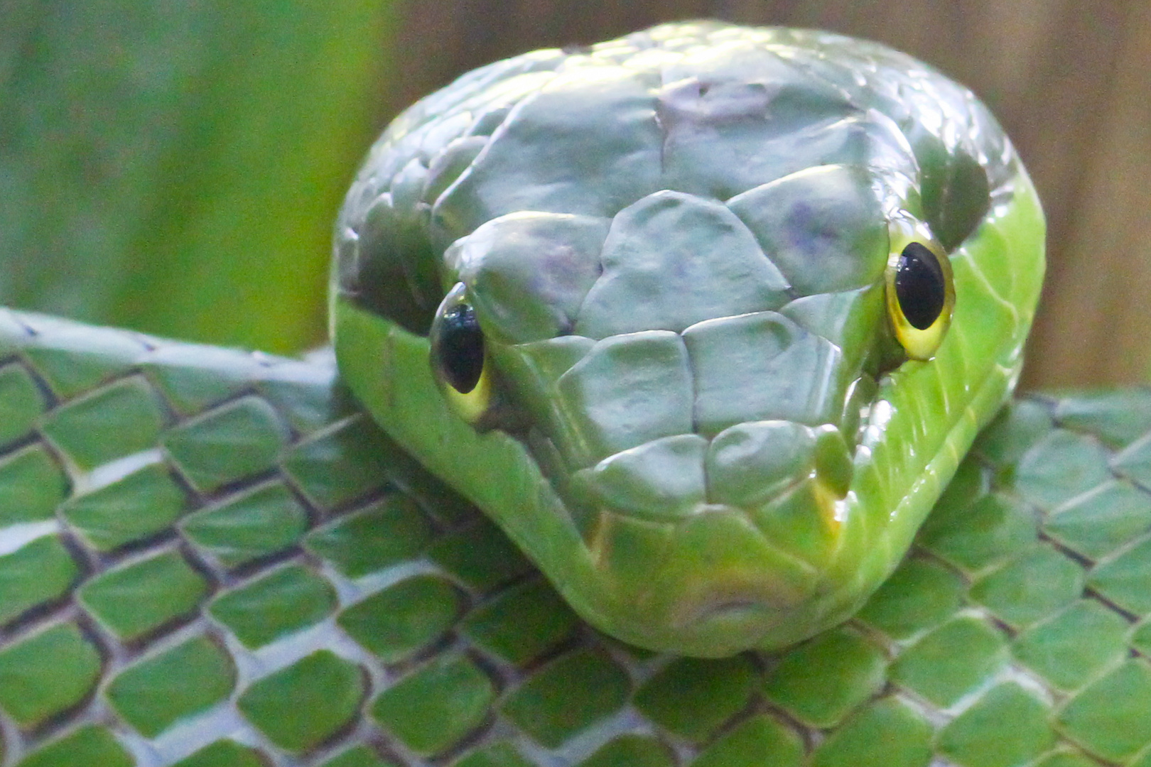 Schau mir in die Augen II