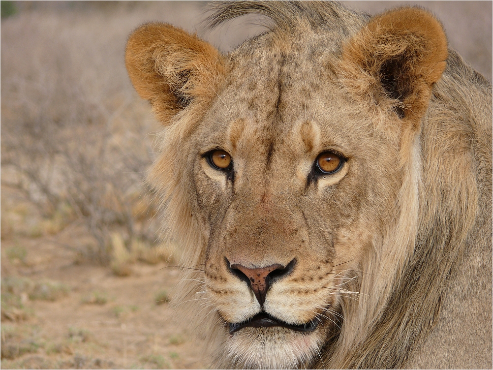 Schau mir in die Augen - Kalaharilöwe - Mabuasehube Region - Botswana