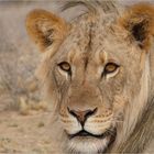 Schau mir in die Augen - Kalaharilöwe - Mabuasehube Region - Botswana