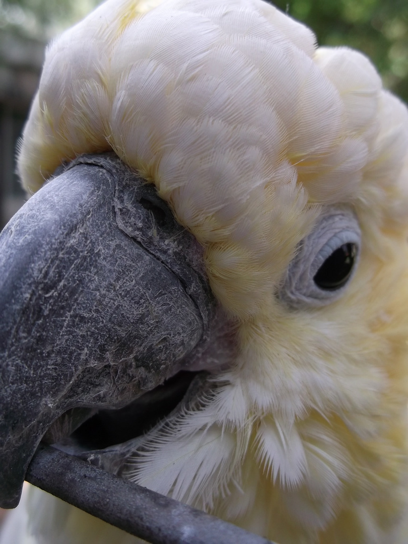 Schau mir in die Augen Kleine