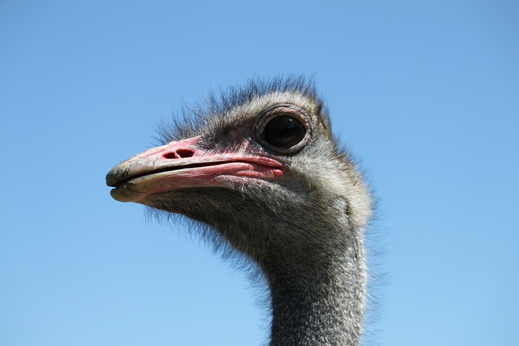 Schau mir in die Augen kleine