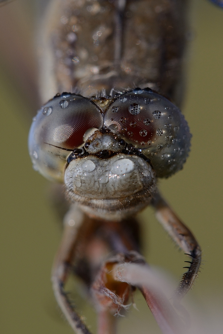 Schau mir in die Augen, Kleine