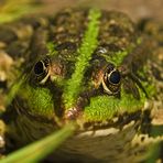 Schau mir in die Augen Kleine ;-)