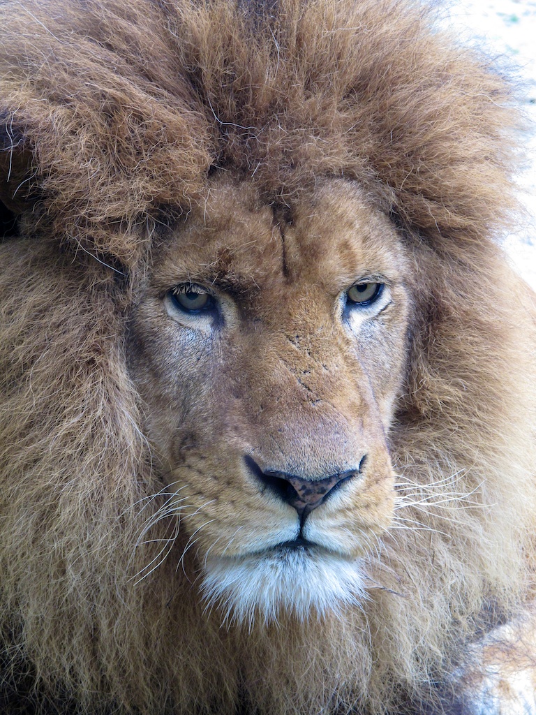 Schau mir in die Augen - kleiner ...