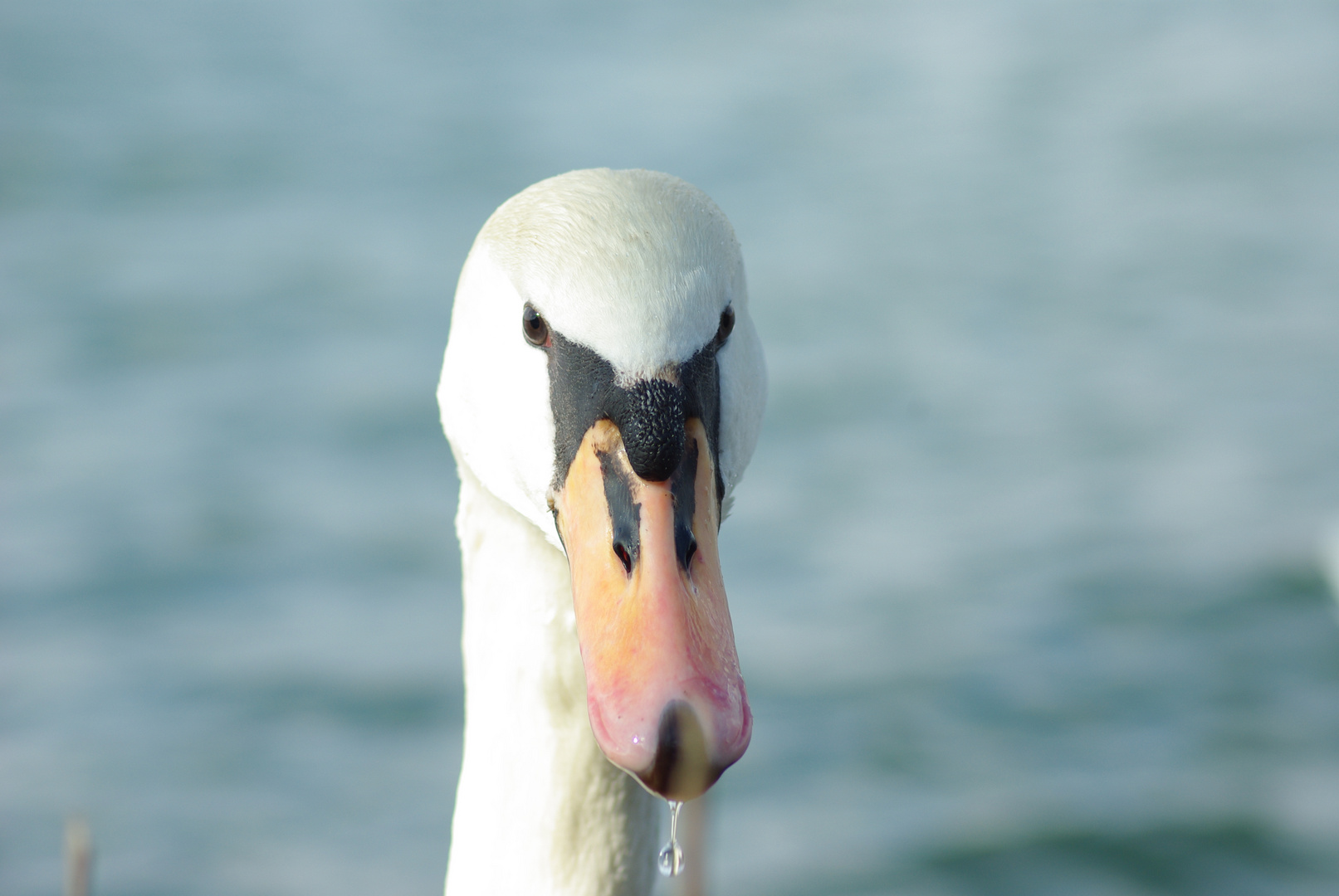 Schau mir in die Augen kleiner........