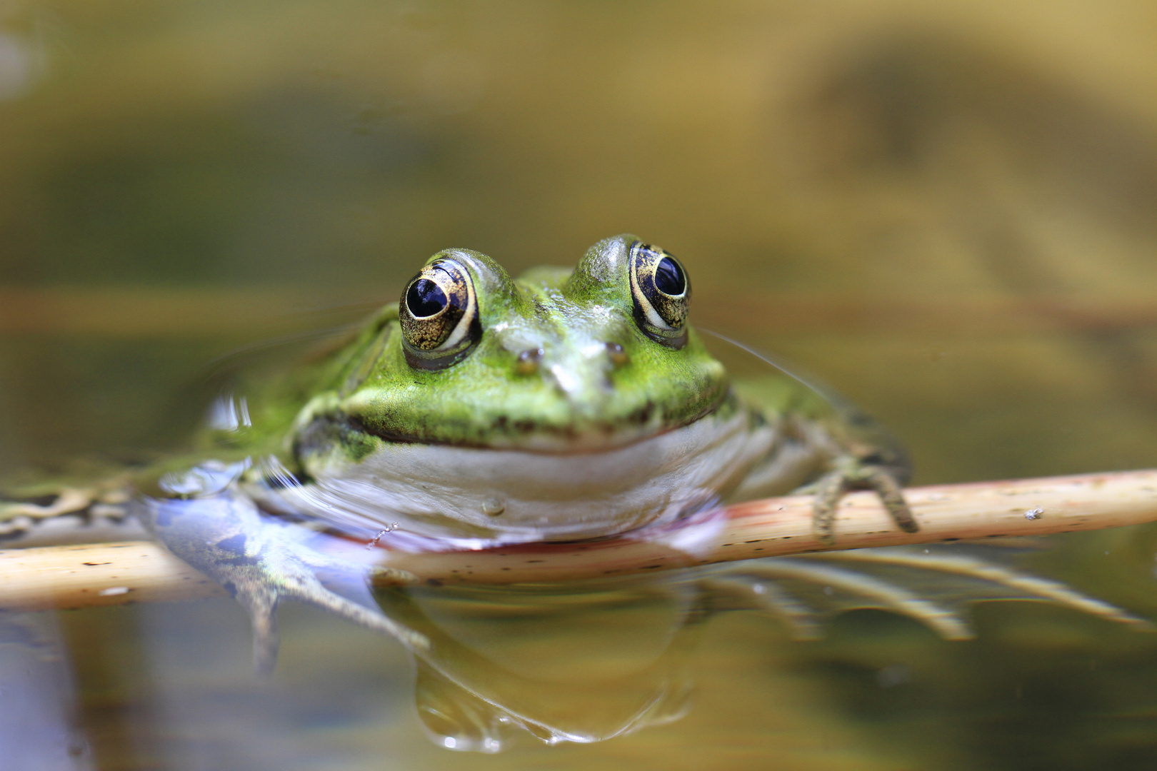 Schau mir in die Augen kleiner :-)