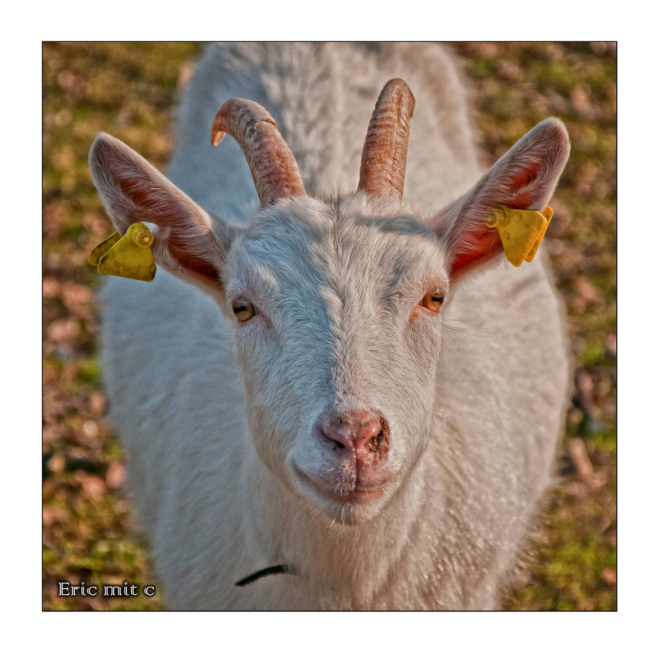 Schau mir in die Augen, Kleiner...