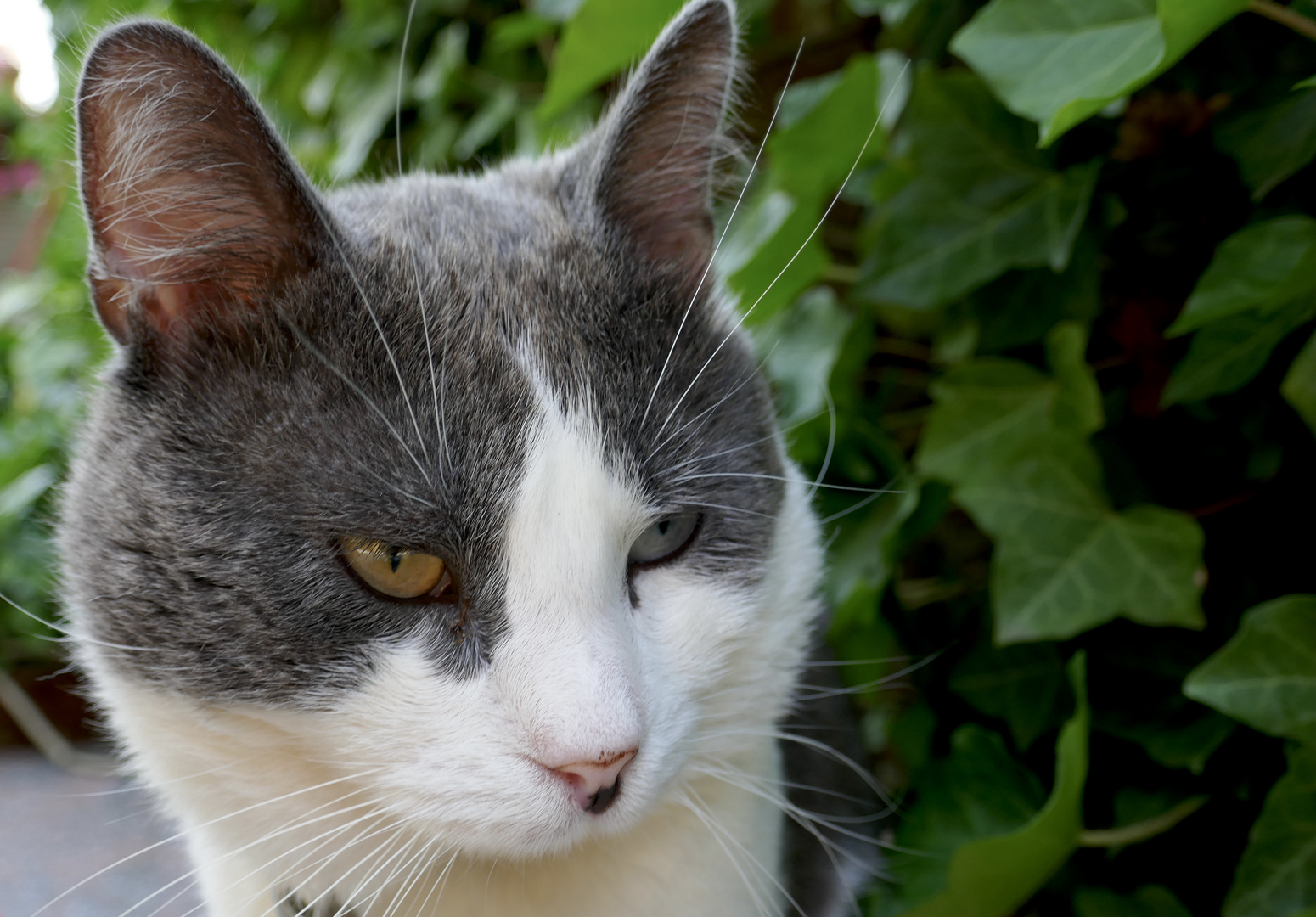 Schau mir in die Augen kleiner…