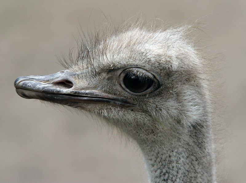 Schau mir in die Augen, Kleiner