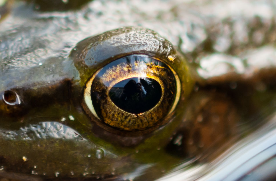 Schau mir in die Augen Kleiner