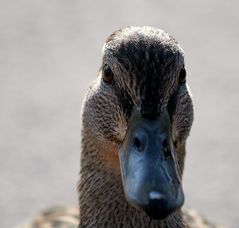 Schau mir in die Augen Kleiner....