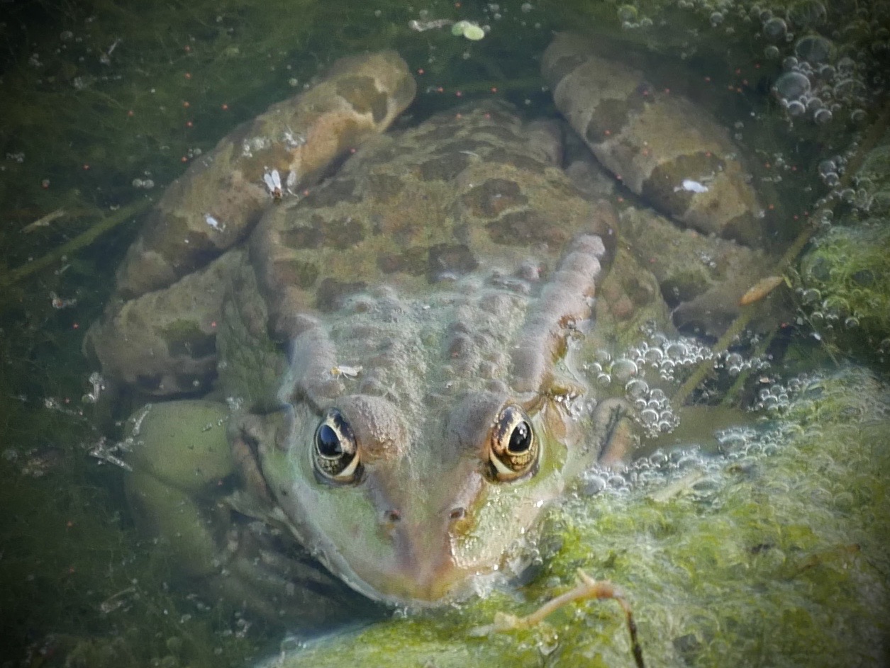 Schau mir in die Augen, Kleiner!