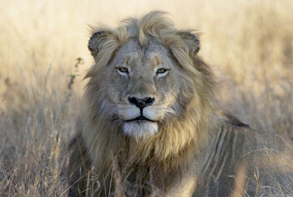 Schau mir in die Augen kleiner