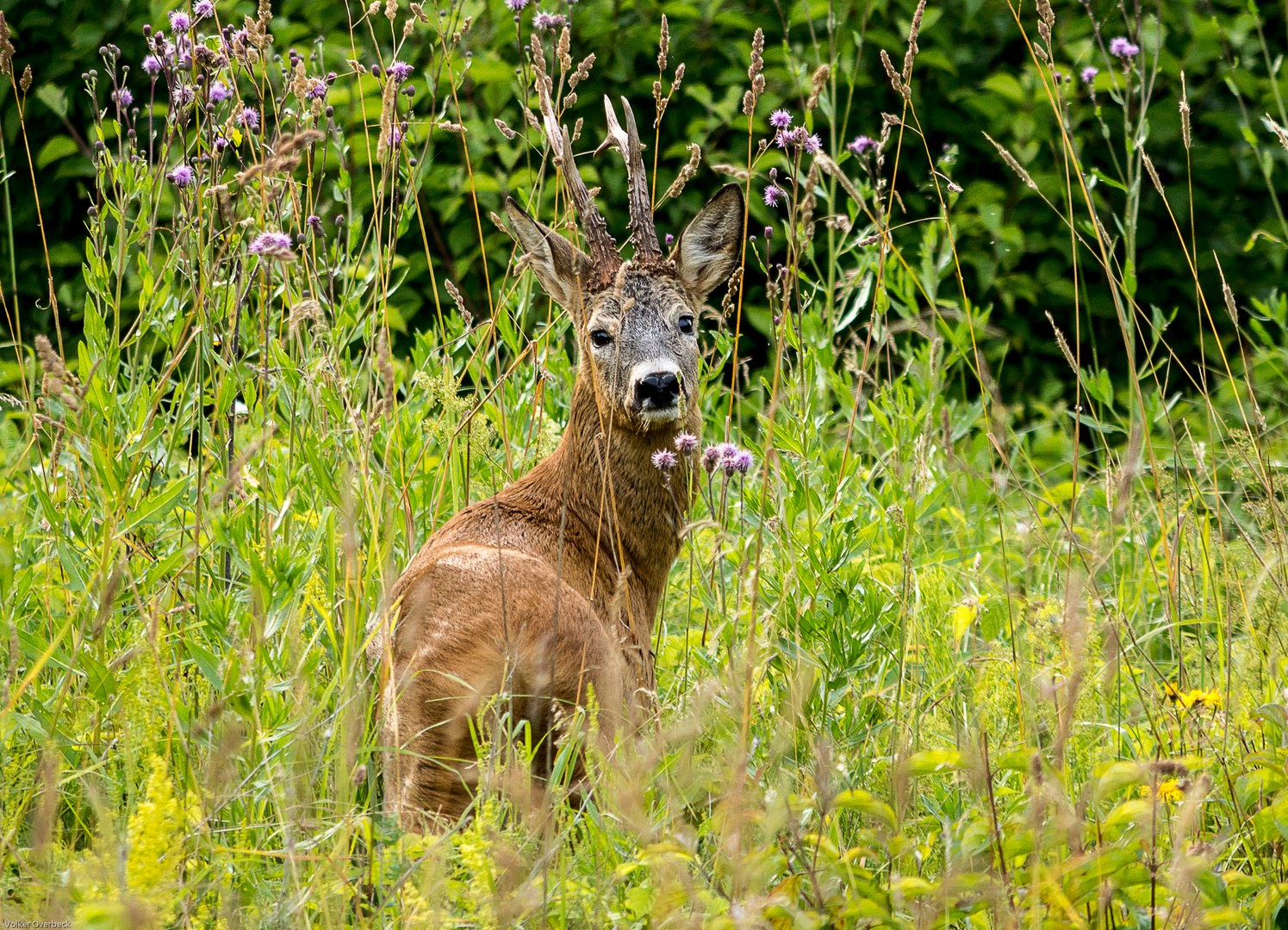 Schau mir in die Augen (Kleiner)