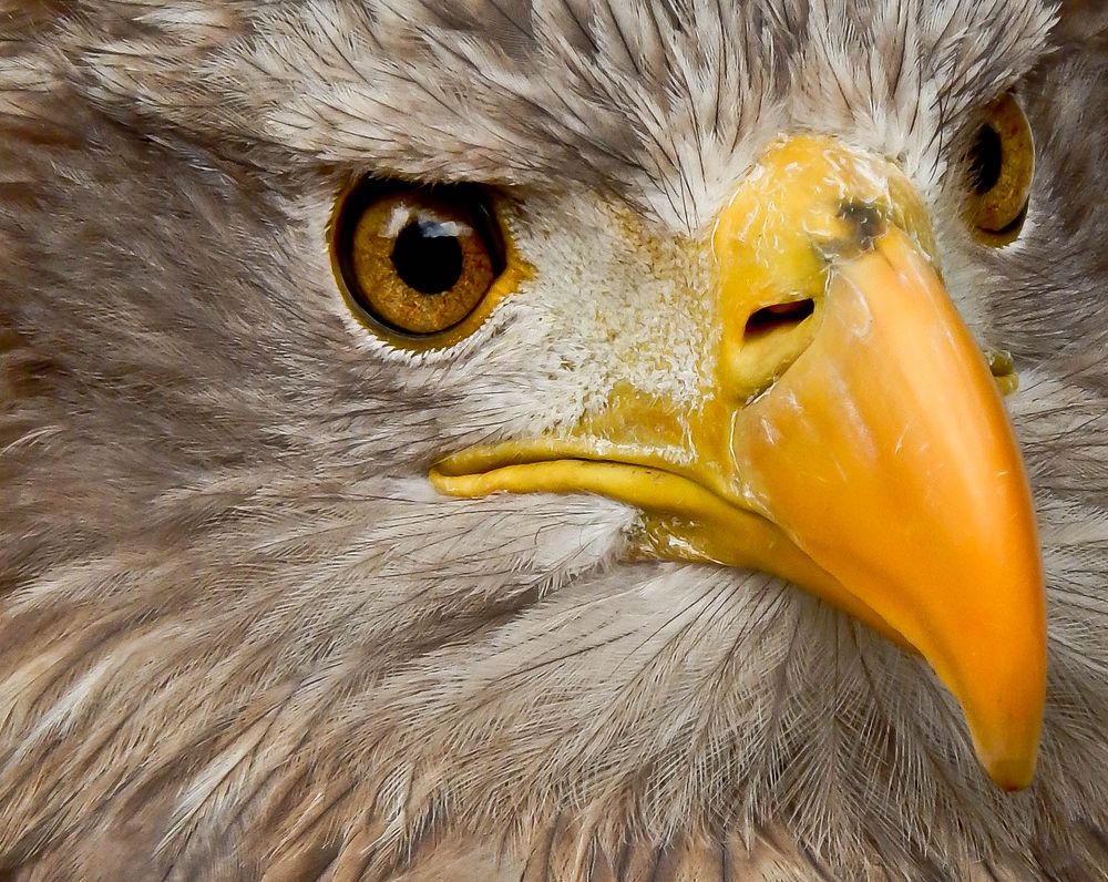 Schau mir in die Augen Kleiner