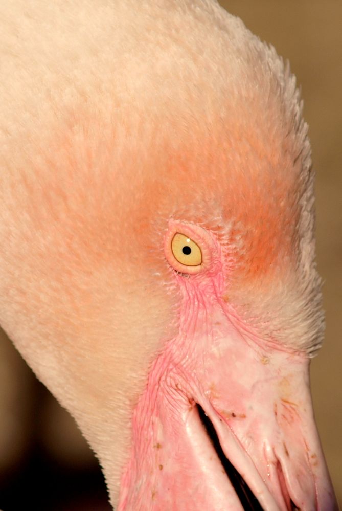 Schau mir in die Augen, kleiner Flamingo...