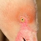 Schau mir in die Augen, kleiner Flamingo...