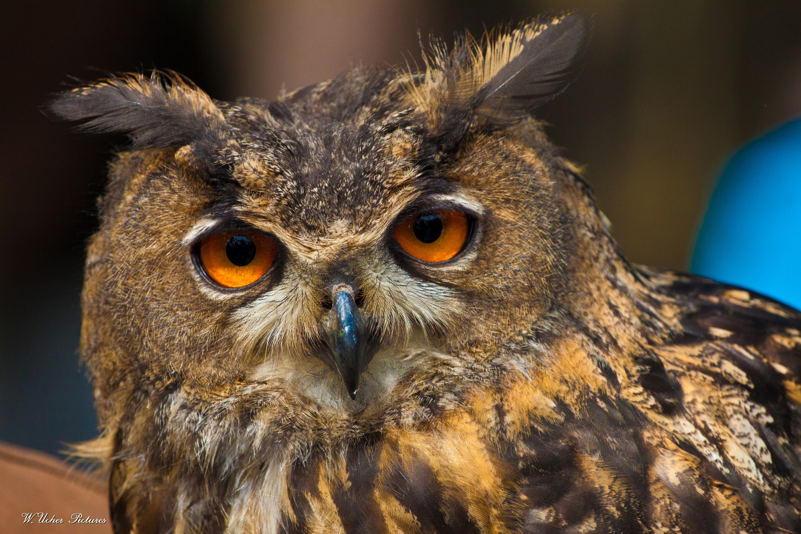 Schau Mir in die Augen kleiner. Naturpark Gangelt Bild 2