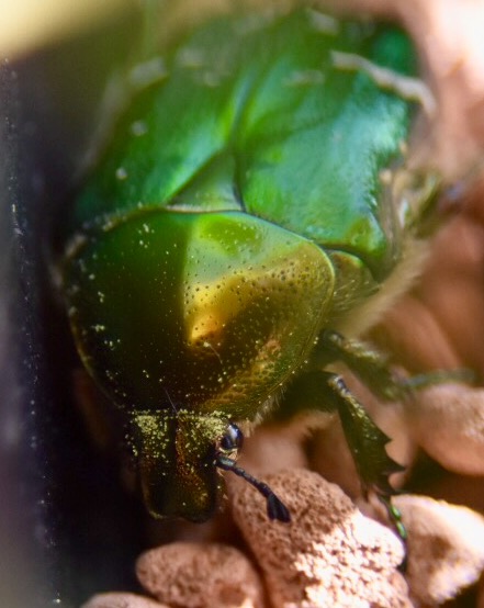 Schau mir in die Augen, kleiner Rosenkäfer