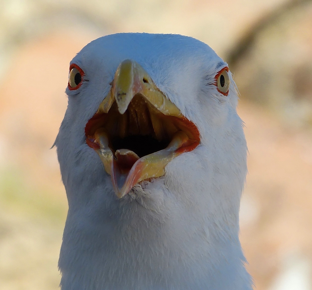 schau mir in die Augen Kleines