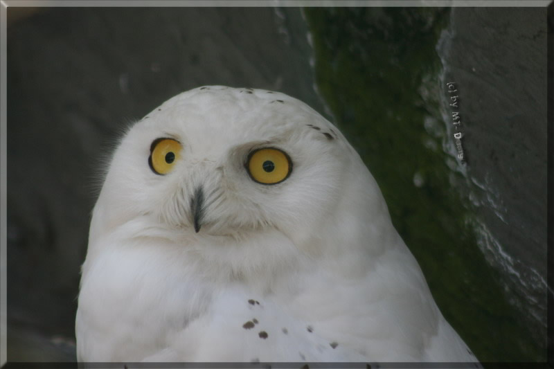 Schau mir in die Augen, Kleines!