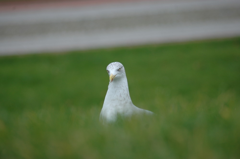 Schau mir in die Augen kleines