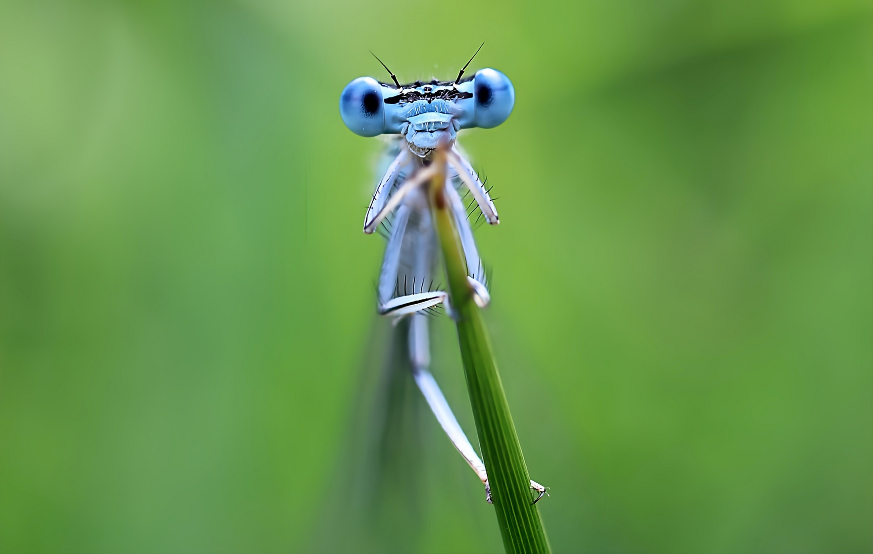 Schau mir in die Augen "Kleines"  ...