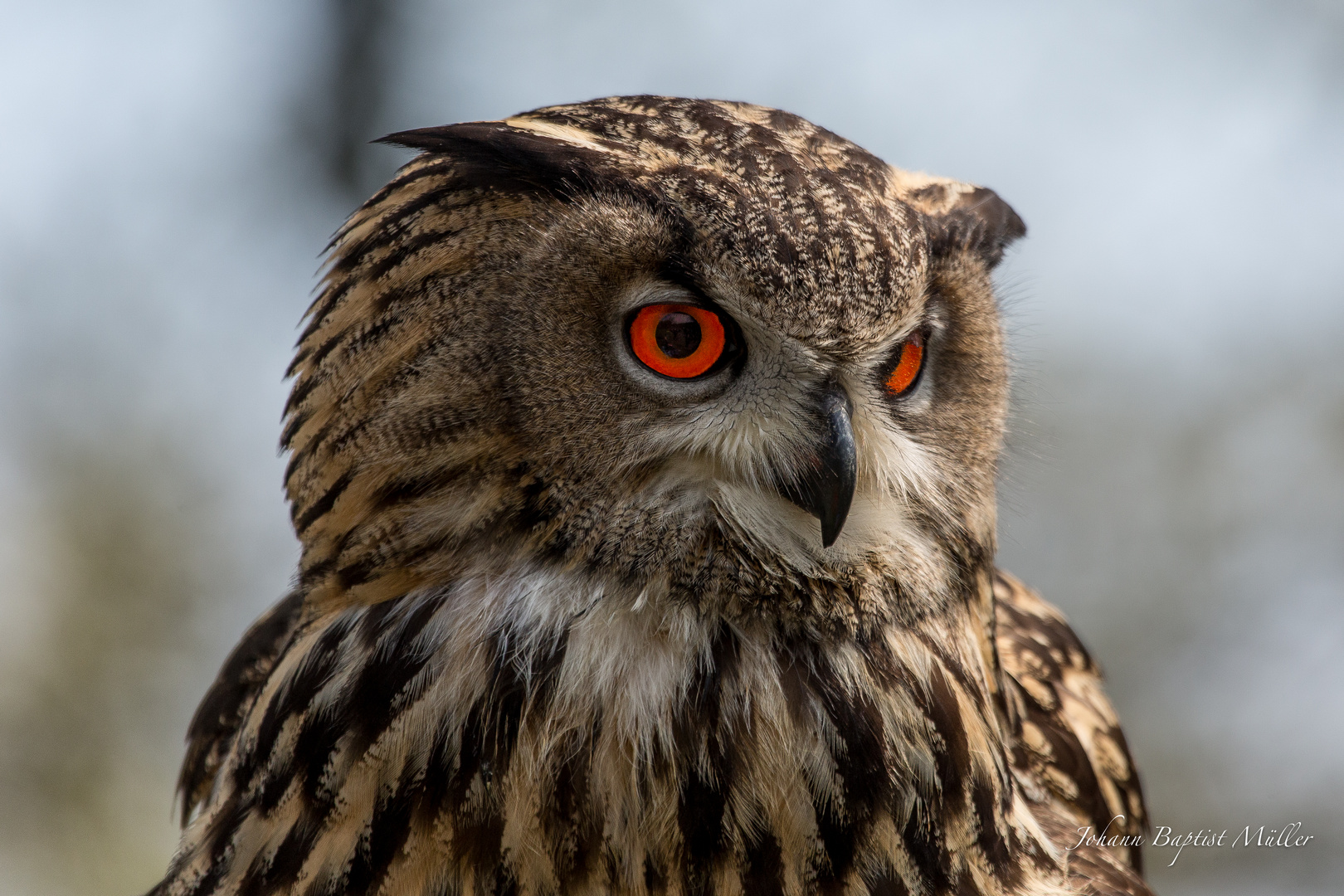 Schau mir in die Augen Kleines