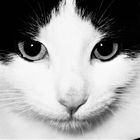 Tiere 
