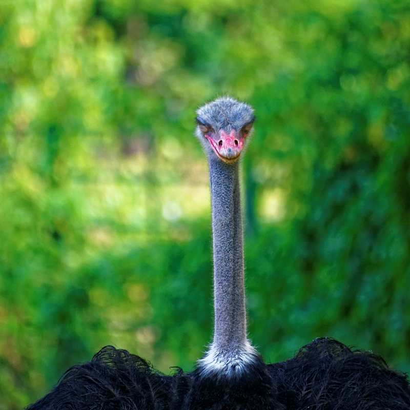 Schau mir in die Augen, Kleines