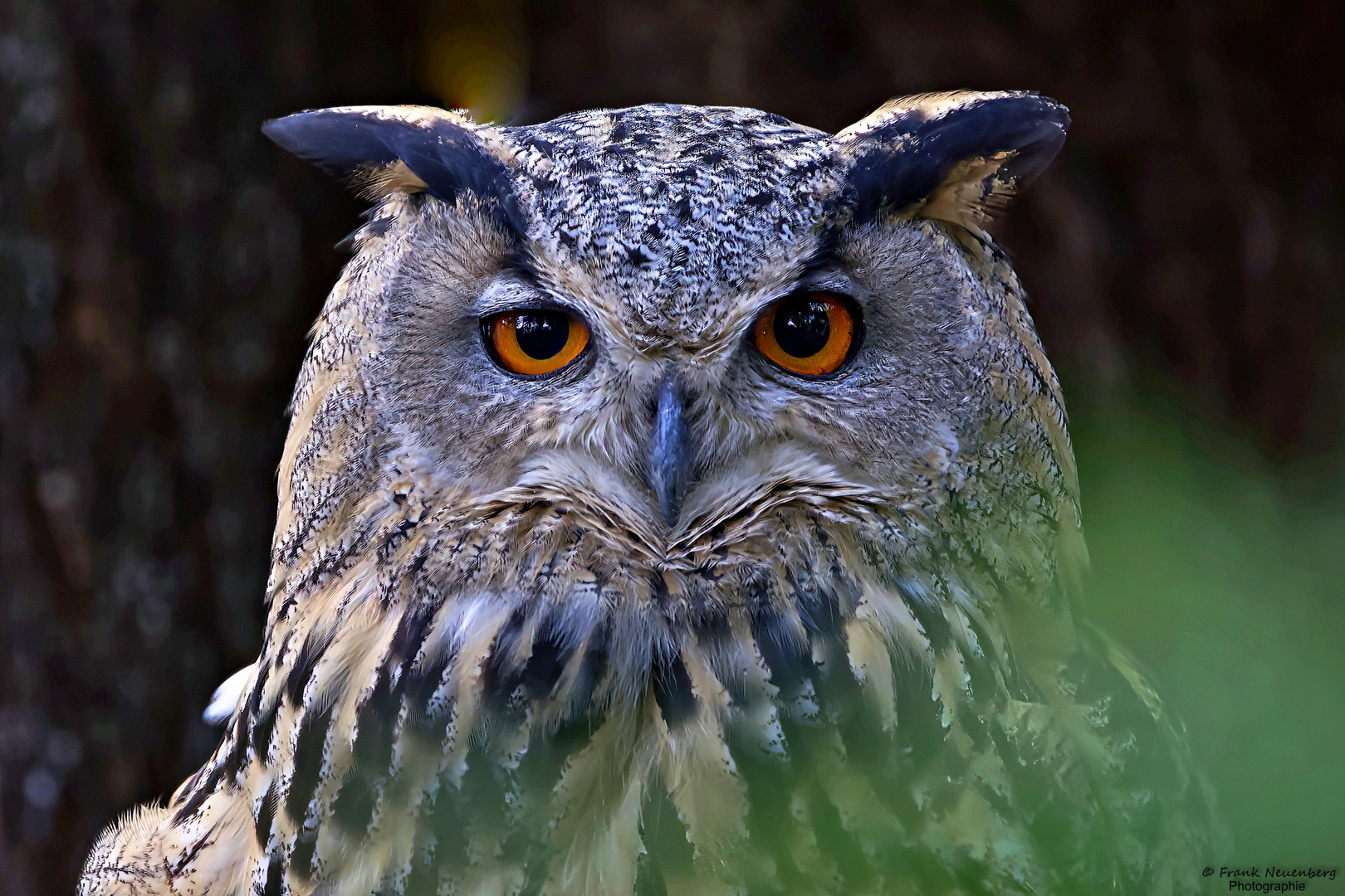 *** Schau mir in die Augen, kleines ... ***