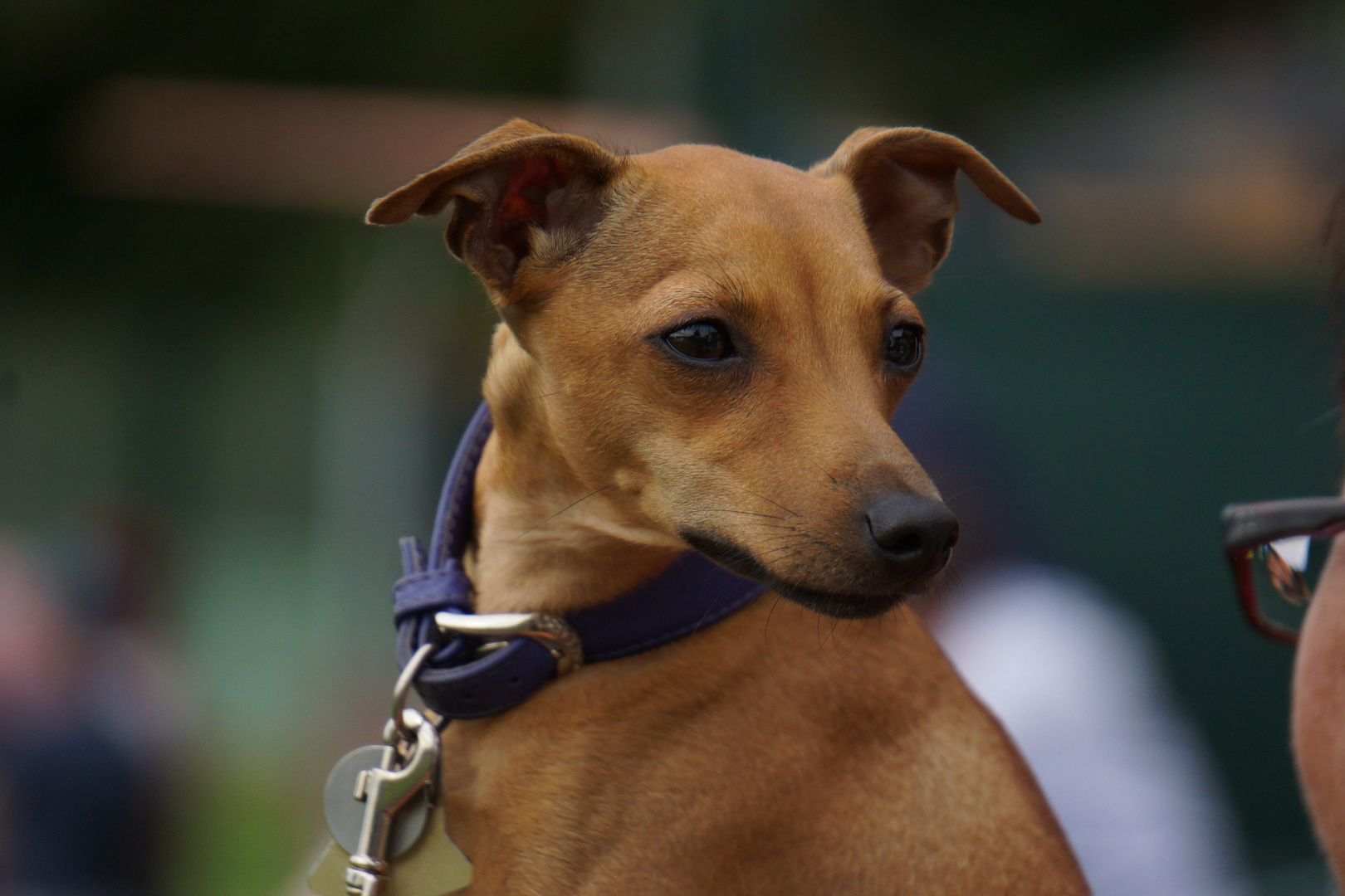 Schau mir in die Augen, Kleines Foto & Bild | hunde Schau mir in die Augen, Kleines Foto & Bild | hunde