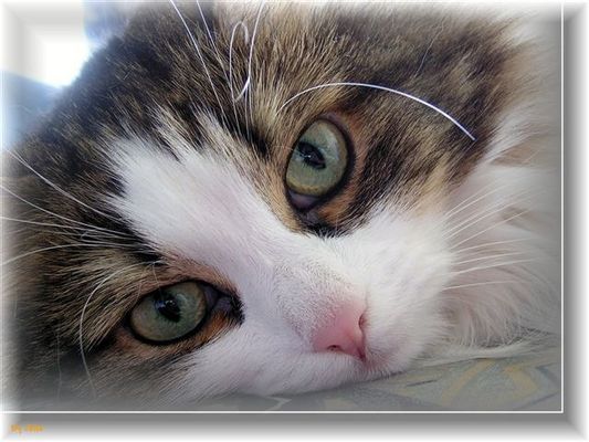 Schau mir in die Augen Kleines