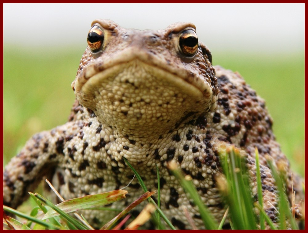 SCHAU MIR IN DIE AUGEN - KLEINES !