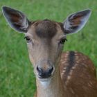 Schau mir in die Augen, Kleines!