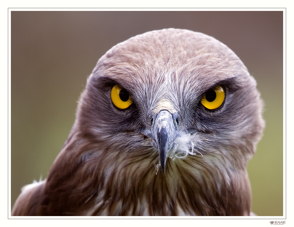 Schau mir in die Augen Kleines