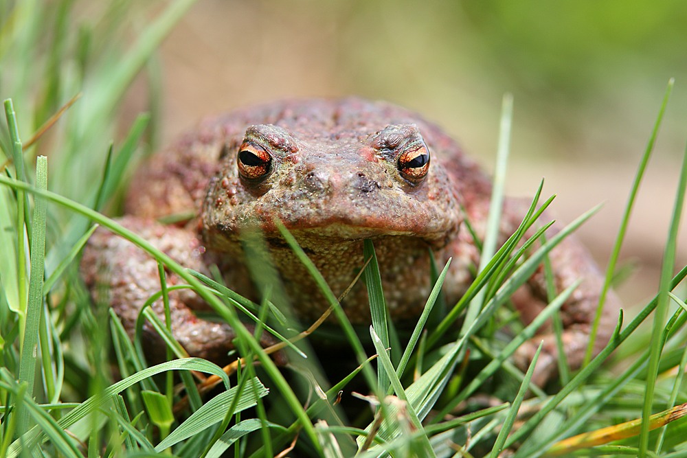 Schau mir in die Augen Kleines