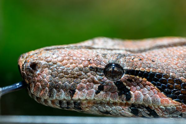 Schau mir in die Augen kleines ;-)