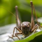 Schau mir in die Augen - Kleines