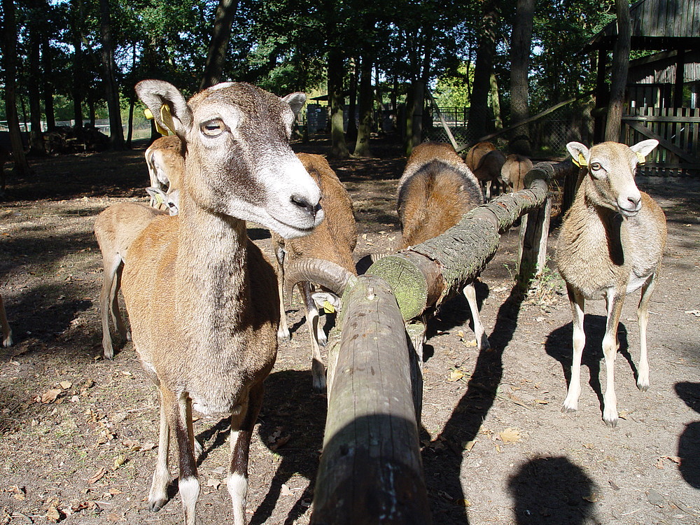 "schau mir in die Augen Kleines..."