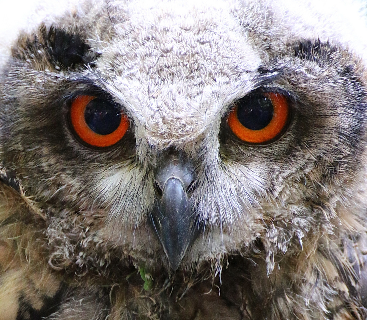 Schau mir in die Augen Kleines