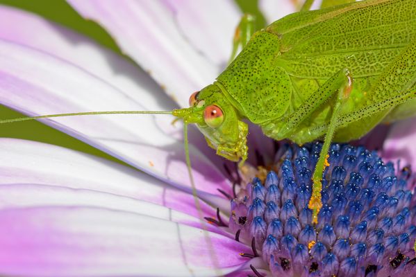 Schau mir in die Augen, Kleines