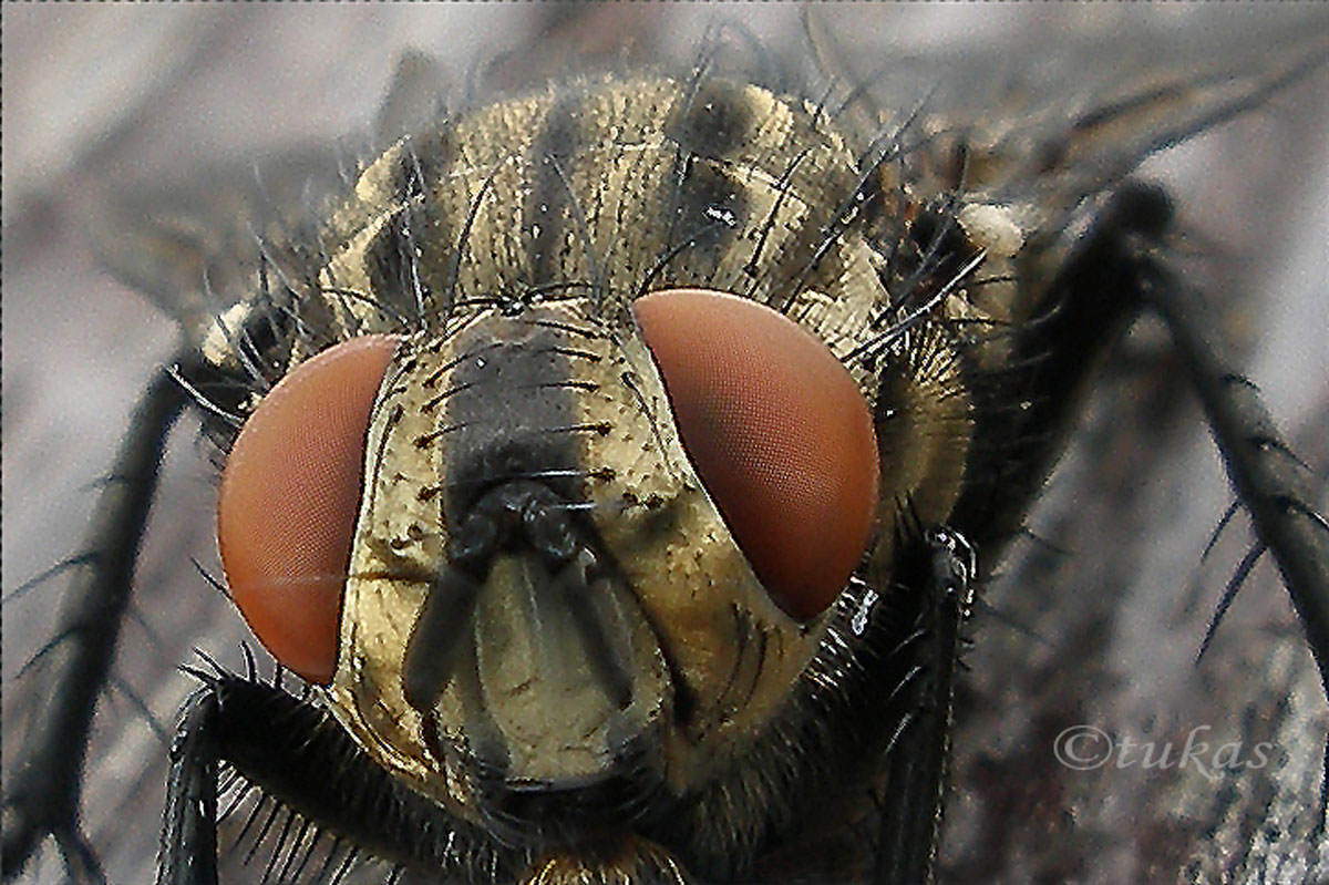 schau mir in die Augen kleines...