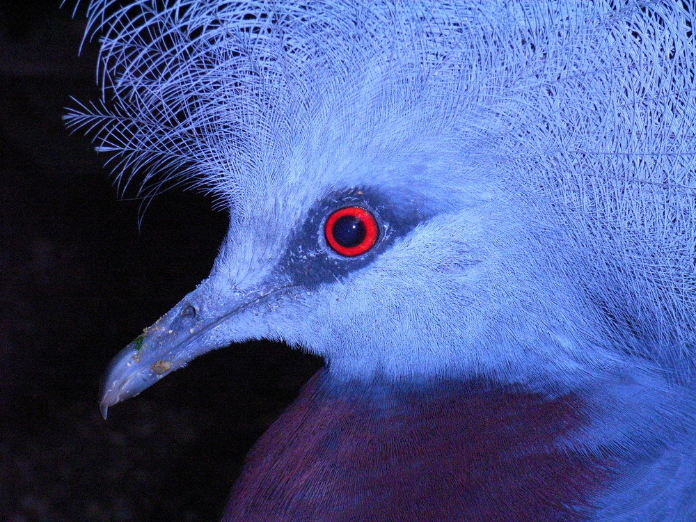 Schau mir in die Augen Kleines!