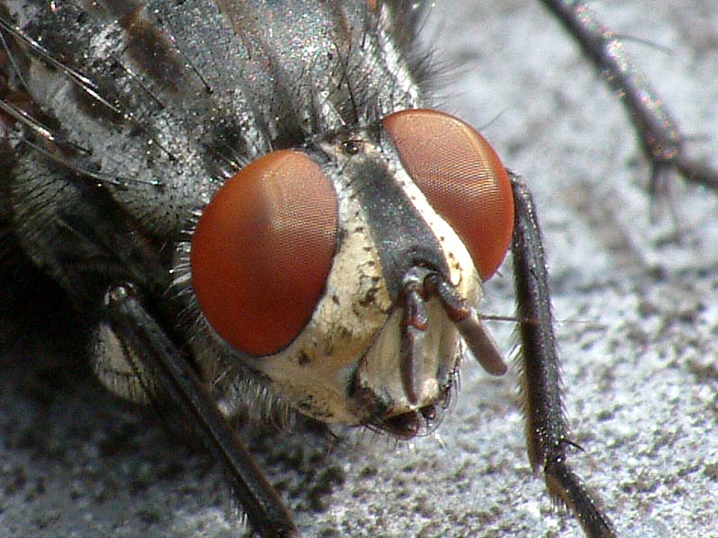 schau mir in die augen kleines