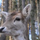 Schau mir in die Augen, Kleines...