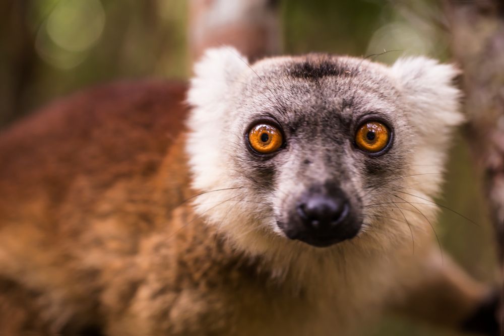 Schau mir in die Augen Kleines