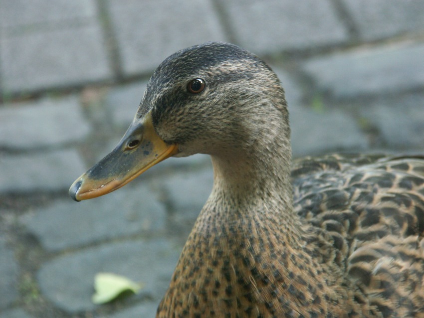 "Schau mir in die Augen kleines"