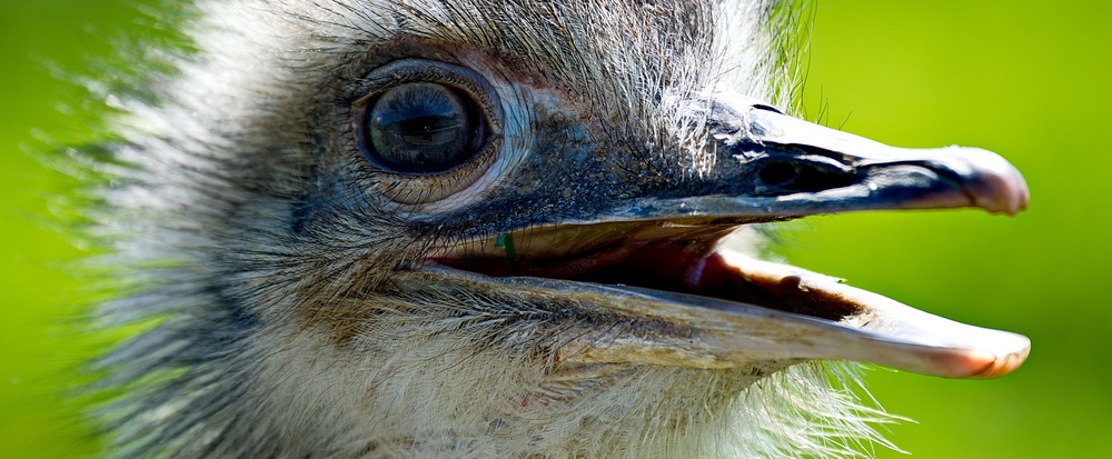 Schau mir in die Augen, Kleines