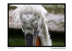 Schau mir in die Augen Kleines...